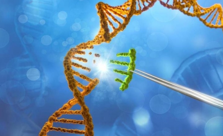 细胞基因敲除（KO）技术：解锁生命密码