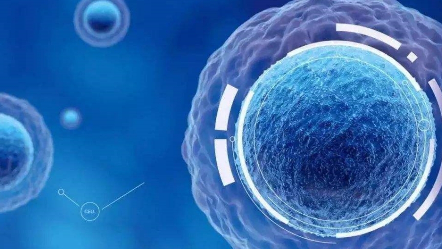 什么是间充质干细胞？和普通干细胞有什么区别？