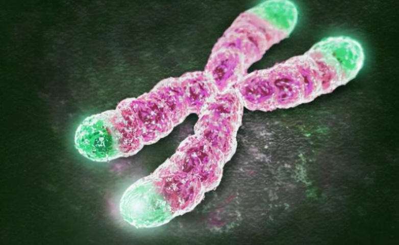 人类实现永生的两种方式：基因飞升和机械飞升