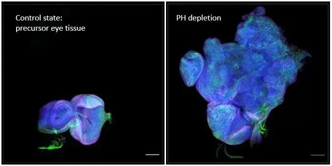 首次证明，没有基因突变也会发生癌症