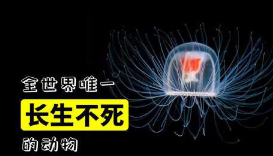 未来人类能实现像灯塔水母一样永生吗？
