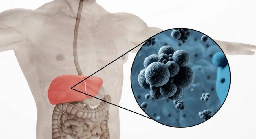 间充质干细胞治疗肝病的机制及肝病治疗的7大应用