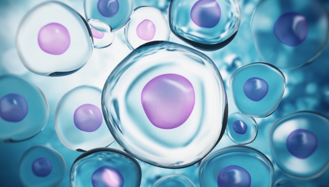 干细胞抗衰的原理是什么？有哪些作用