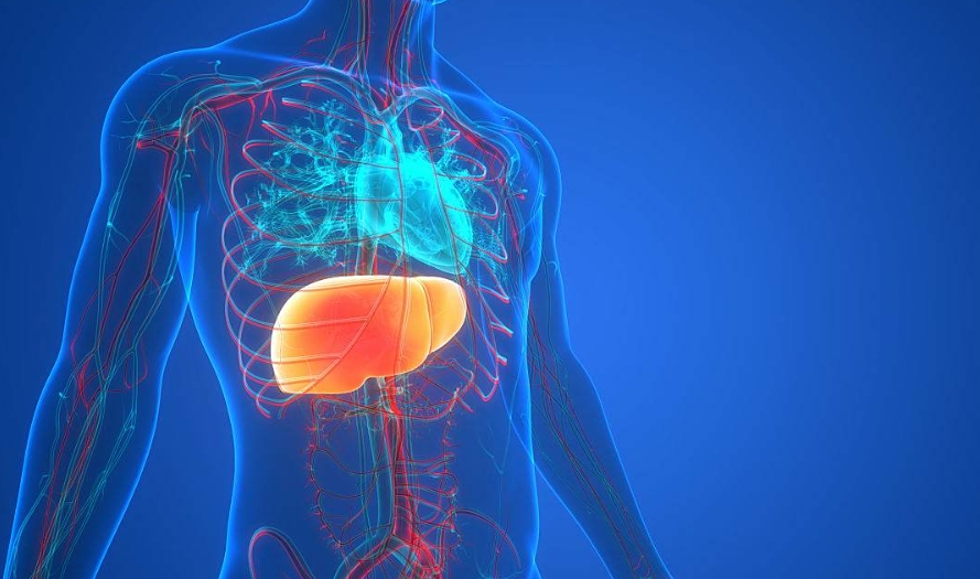 人体器官衰老时间表，现在知道还不晚！