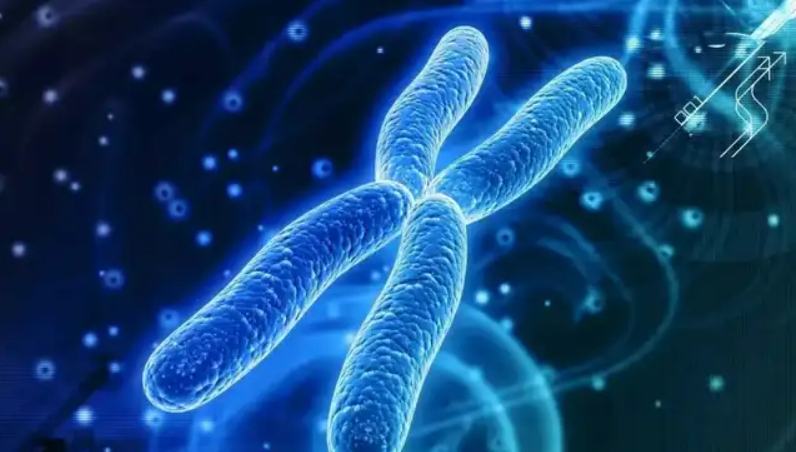 生长分化因子GDF11是什么？有什么作用和意义